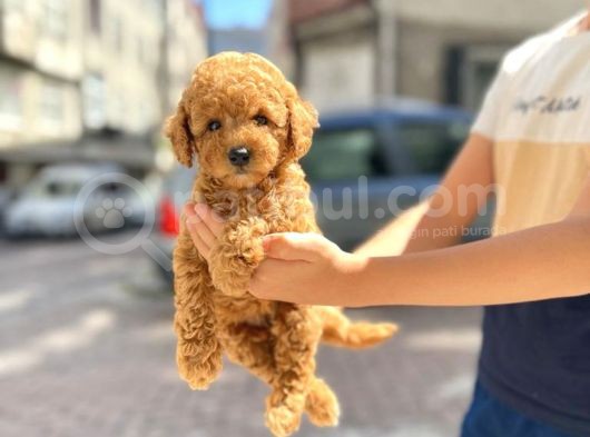 Muhteşem Toy Poodle Yavrularimiz