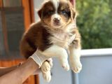 Ausie Avusturalya Çoban Köpeği Yavruları Safkan Secereli