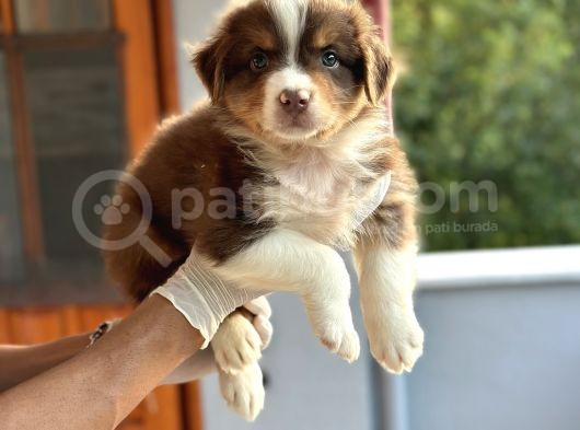 Ausie Avusturalya Çoban Köpeği Yavruları Safkan Secereli görsel