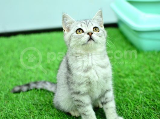 Nefes Kesen Güzelliğiyle Silver Ns24 British Shorthair