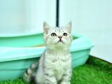 Nefes Kesen Güzelliğiyle Silver Ns24 British Shorthair