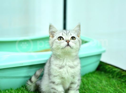 Nefes Kesen Güzelliğiyle Silver Ns24 British Shorthair görsel