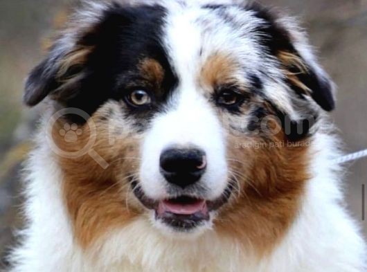 Ausie Avusturalya Çoban Köpeği Yavruları Safkan Secereli görsel