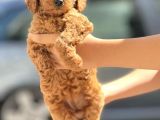 Muhteşem Toy Poodle Yavrularimiz