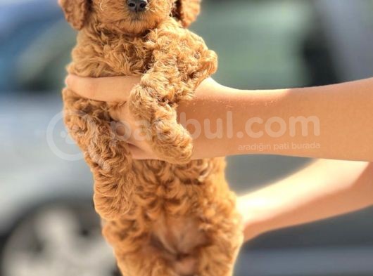 Muhteşem Toy Poodle Yavrularimiz görsel