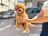 Muhteşem Toy Poodle Yavrularimiz