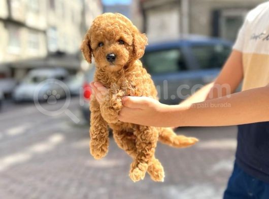 Muhteşem Toy Poodle Yavrularimiz görsel