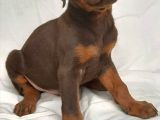 Efsane doberman yavrular