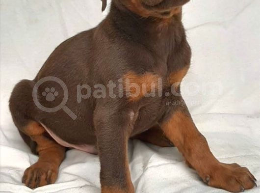 Efsane Doberman Yavrular