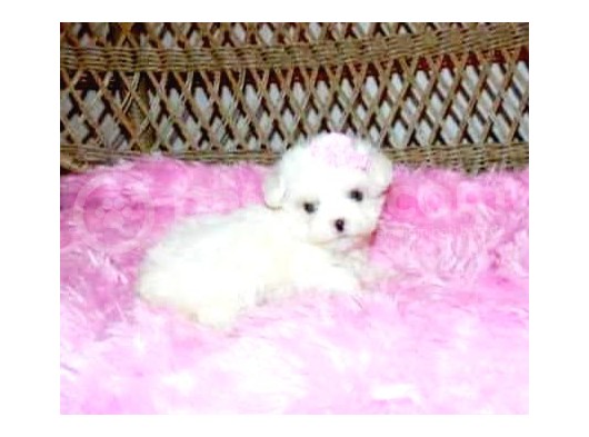 Maltesse Terri̇er  