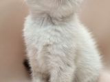 Scottish Fold Erkek