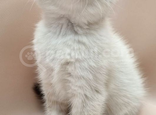 Scottish Fold Erkek görsel