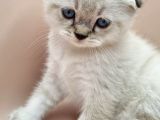 Scottish Fold Erkek