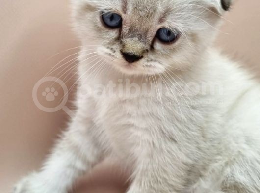 Scottish Fold Erkek görsel