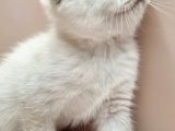 Scottish Fold Erkek