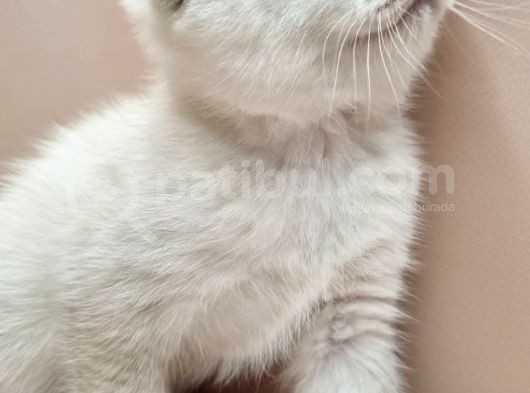 Scottish Fold Erkek görsel