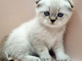 Scottish Fold ERKEK