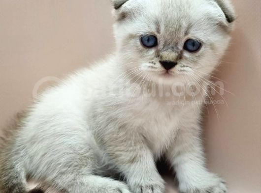 Scottish Fold Erkek