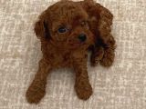Anne Altinda Rezeveli̇k Teacup Poodle Yavrularimiz