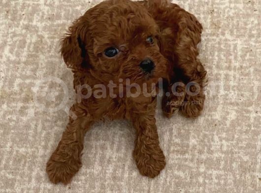 Anne Altinda Rezeveli̇k Teacup Poodle Yavrularimiz görsel