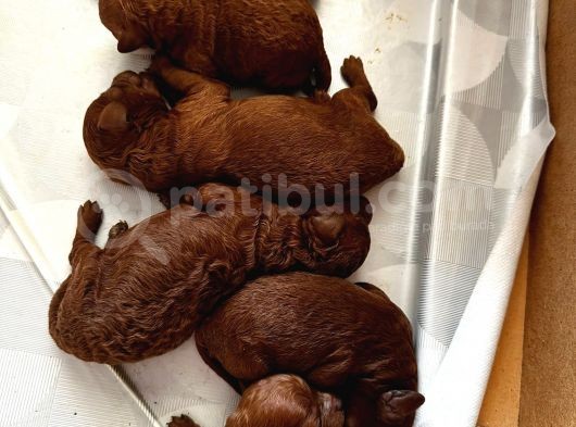 Anne Altinda Rezeveli̇k Teacup Poodle Yavrularimiz