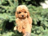 Sağlik Garanti̇li̇ Malti̇poo Yavrumuz