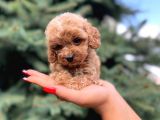 Sağlik Garanti̇li̇ Malti̇poo Yavrumuz