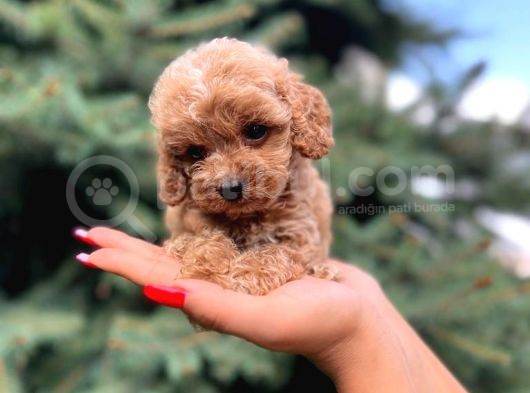 Sağlik Garanti̇li̇ Malti̇poo Yavrumuz görsel