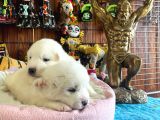 Mükemmel Kalitede Samoyed Bebekler