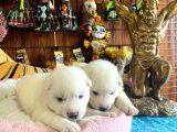 Mükemmel Kalitede Samoyed Bebekler