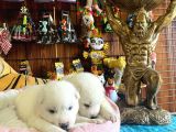 Mükemmel kalitede samoyed bebekler