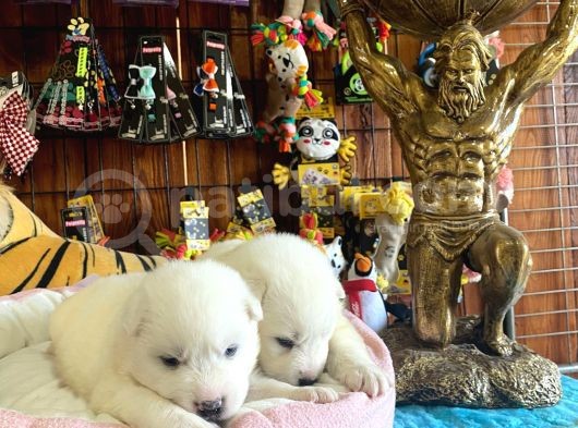 Mükemmel Kalitede Samoyed Bebekler