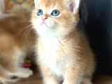 A Kalite Safkan Bri̇ti̇sh Shorthai̇r Golden  Yavrular
