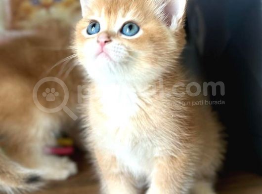 A Kalite Safkan Bri̇ti̇sh Shorthai̇r Golden  Yavrular görsel