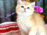 A kalite Safkan BRİTİSH SHORTHAİR GOLDEN  yavrular