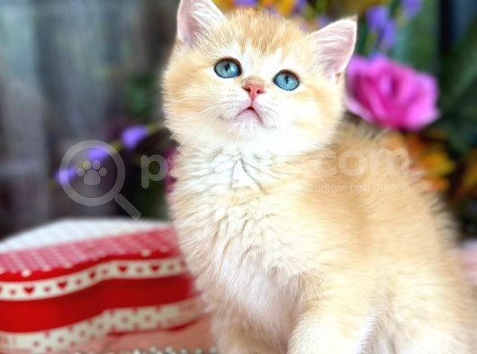 A Kalite Safkan Bri̇ti̇sh Shorthai̇r Golden  Yavrular