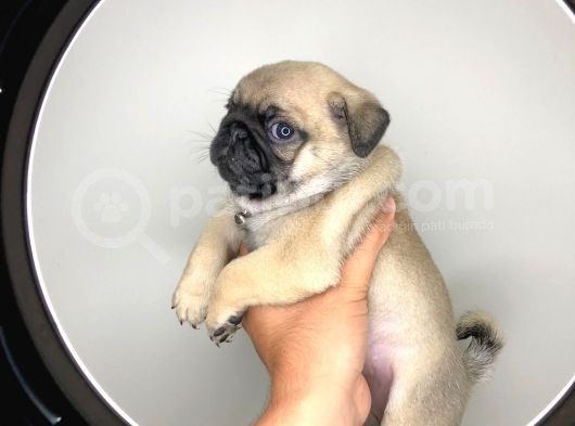 Cep Herkulleri Pugmobs görsel