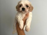 Bebek Suratlı Maltipoo Bebişler