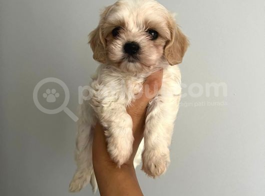 Bebek Suratlı Maltipoo Bebişler görsel