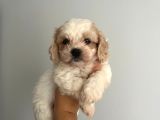 Bebek Suratlı Maltipoo Bebişler