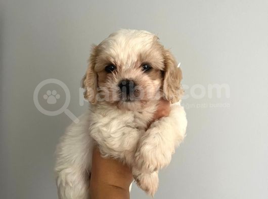 Bebek Suratlı Maltipoo Bebişler