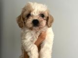 Bebek Suratlı Maltipoo Bebişler