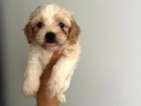 Bebek Suratlı Maltipoo Bebişler