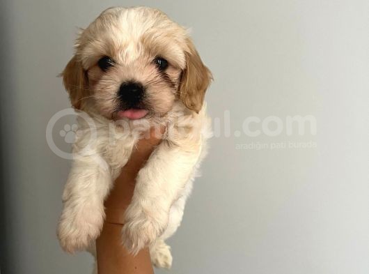 Bebek Suratlı Maltipoo Bebişler görsel