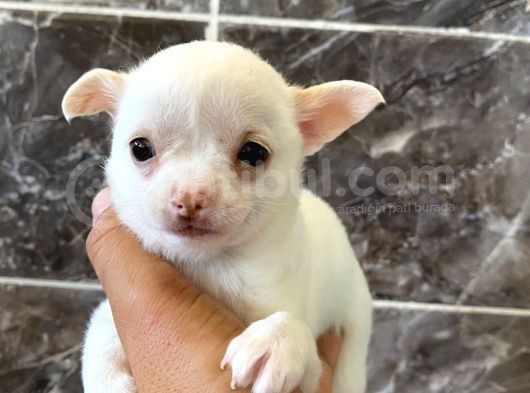 Teacup Şivava Bebeklerimiz görsel