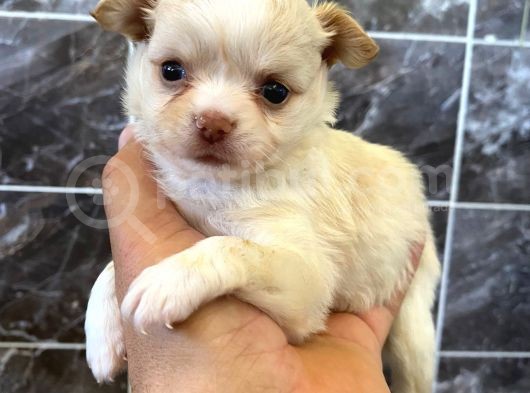 Teacup Şivava Bebeklerimiz görsel