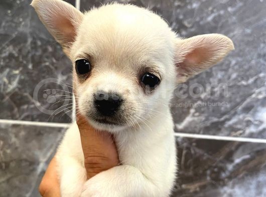 Teacup Şivava Bebeklerimiz görsel
