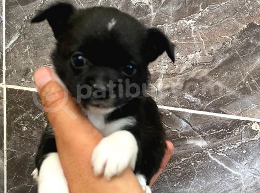 Teacup Şivava Bebeklerimiz görsel