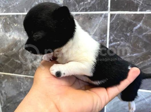Teacup Şivava Bebeklerimiz görsel