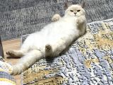 Dişi 15 Aylık Kedi